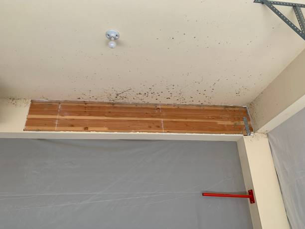 Mold Remediation for Vacation Homes in Frederickson, WA