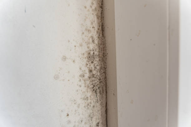 Best Mold Odor Removal Services  in Frederickson, WA